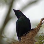 A Metallic Starling in Cairns, Queensland.  There were over a hundred of these in a tree I was standing close to and when they were spooked, they would all take off in unison, fly in a large circle and then return.  The sound of their wings when they took off was mind blowing. 