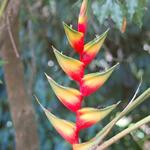 A type of Bird of Paradise. Several of these were in a ditch along side the road near Cairns.  They were just hanging out among the weeds.