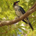 Another Metallic Starling.  Most of them were all black but a few had white breasts.