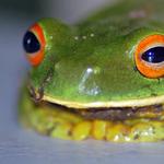 My friend Kermit.  On a rainy night, sitting under a tarp with other volunteers, recounting the day's events and drinking wine, this Orange-legged tree frog jumped on my lap and just hung out with us until bedtime.