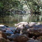 This was the neighborhood swimming pool.  Beautiful, cool, clear, clean, rainforest water.  The big limbs you see at the far end were great diving boards