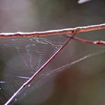 Part of a web shared by several spiders.  No spiders in this pic, I just like the design.