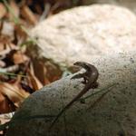 Skink, We surveyed these (counted them).  They stayed well hidden until the survey was over for the day; then they were everywhere..