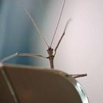 A stick insect in the hotel room.  Wave bye-bye.