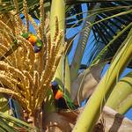 Two Rainbow Lorikeets.  This was in Port Douglas.  Rainbow Lorikeets are very common and were everywhere I went.  Very noisy.