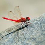 Red Dragonfly