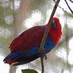 Crimson Rosella?