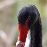 At the zoo.  This was an angry Black Swan.  I learned my lesson from the trigger fish and when an animal gives me the eye, I kept my distance...but not before I get a good picture.