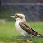 At the zoo.  Laughing Kookaburra.