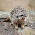 At the zoo.  A Meerkat.  And you thought meerkats were cute.