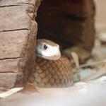 At the zoo...thank goodness...this is one of the deadliest snakes in the world.  The Taipan