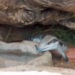 At the zoo.  The blue tongue lizard...I wonder why they call it that.