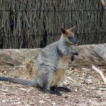 A kangaroo at the zoo